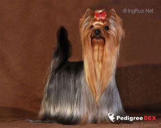 Bakarat HIMALAJA BAKARAT — Labaza DogPedigree YorkshireTerrier